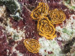 Elysia_velutinus
