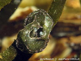 Elysia_viridis-jpco963