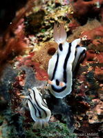 chromodoris_lochi-vela707
