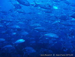 caranx_sexfasciatus-aps202