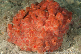 crambe_crambe-vl4