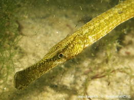 syngnathus_typhle-fran850