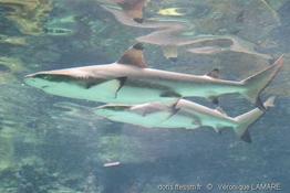 carcharhinus_melanopterus-vl1