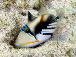 rhinecanthus_aculeatus-aps522