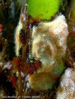 watersipora_cucullata-fa7c