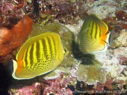 chaetodon_puntatofasciatus-aps202