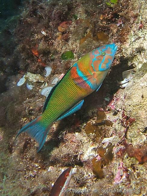 Thalassoma Pavo DORIS