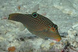 canthigaster_papua-da2