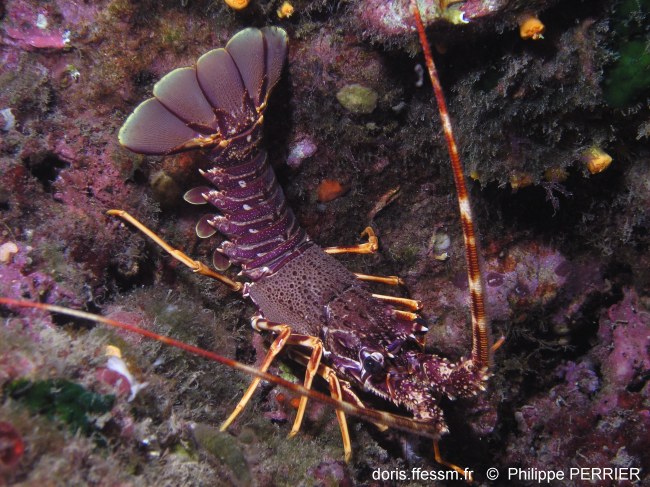 Langouste rouge
