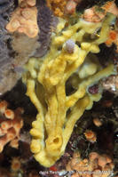 oscarella_tuberculata-vl-03