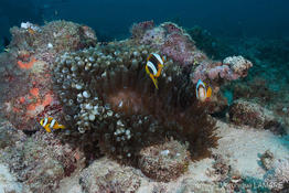 amphiprion_latifasciatus-vl5