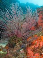 solanderia_gracilis_ap1