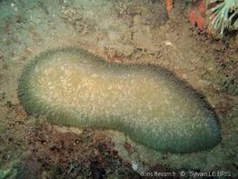 polyphyllia_talpina-slb