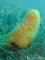 aplidium_conicum-fa6b