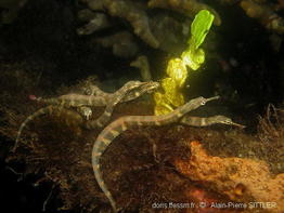 corythoichthys_haematopterus-aps187