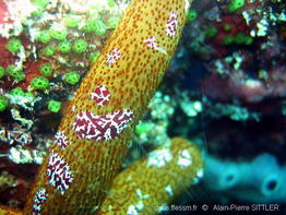 coeloplana_astericola-aps100