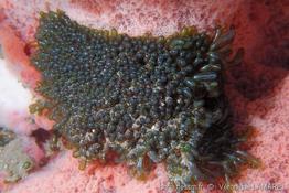 valonia_utricularis-vl02
