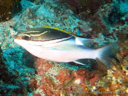 scolopsis_bilineata-aps854