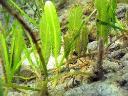 caulerpa_taxifolia-slb1
