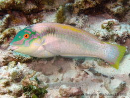 halichoeres_scapularis-slb200