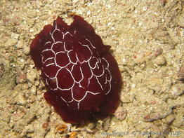 pleurobranchus_forskalii-aps187