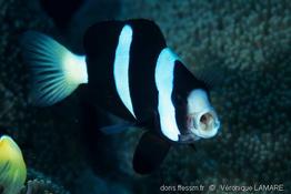 amphiprion_clarkii-vl4