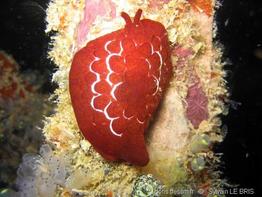 pleurobranchus_forskalii-slb