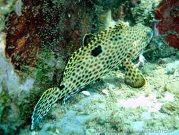 epinephelus-adscensionis_jms1