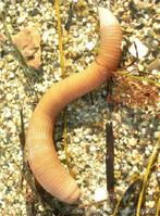 sipunculus_nudus-fa1