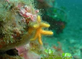 omalosecosa_sp-fa1r