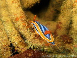 chromodoris_quadricolor_aps148