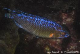 centrolabrus_exoletus_vm_225