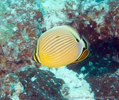 chaetodon_lunulatus-vl2