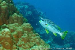 plectorhinchus_lineatus-vl1