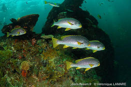 plectorhinchus_lineatus-vl2