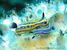 hypselodoris_tricolor-aps6