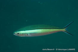 pterocaesio_tile-vl1