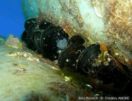 mytilus_galloprovincialis-fa9