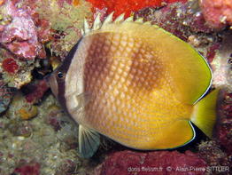 chaetodon_kleinii-aps201
