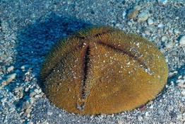meoma_ventricosa_vl1