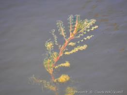 potamogeton_crispus-cwa-02