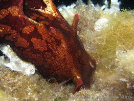 aplysia_fasciata-apsi649