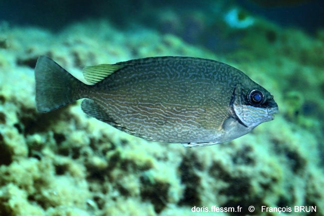 Poisson-lapin à queue tronquée