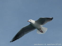larus_ridibundus-aps