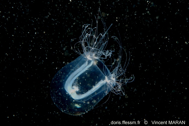 Nemopsis