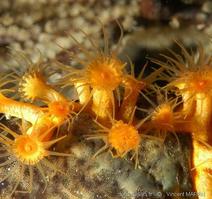 parazoanthus_swiftii_iotrochota_vm3