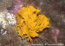endectyon_cf_delaubenfelsi-jpmi-img_032
