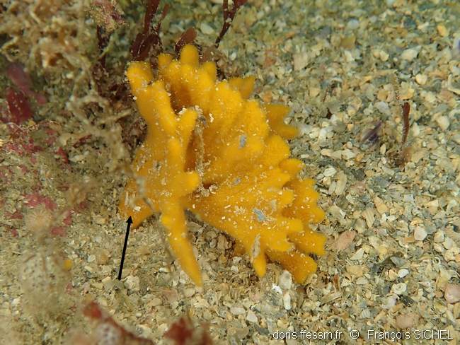 Eponge buisson plat orange
