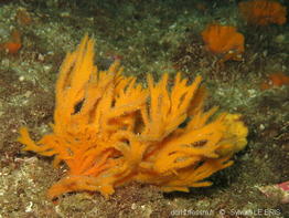 endectyon_pilosus-slb13010a