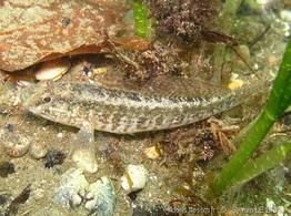 zosterisessor_ophiocephalus-slb2